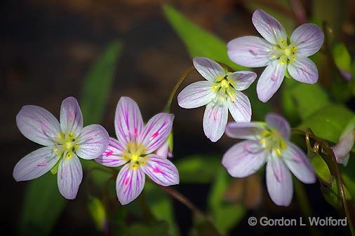 Little Wildflowers_53109.jpg - Photographed at Ottawa, Ontario - the capital of Canada.